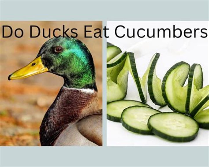Can ducks have cucumbers?