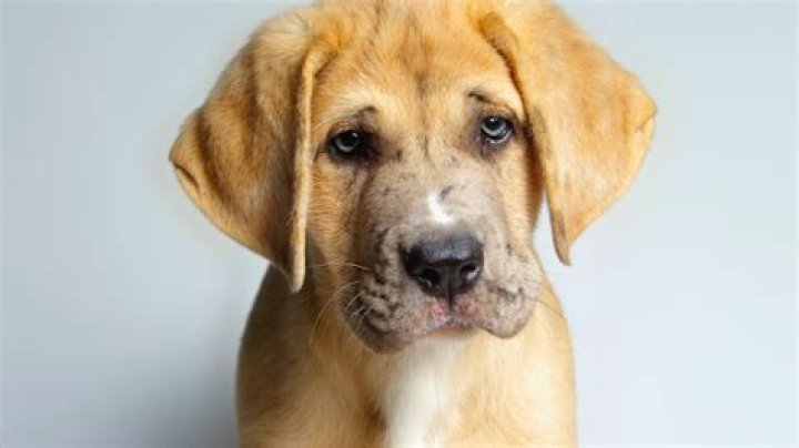 Can I hurt my dog's feelings?