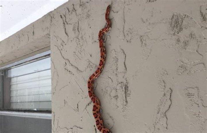 Can snakes climb walls?