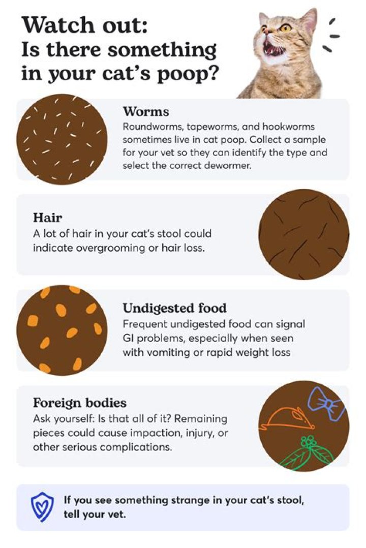 Can you burn cat poop?