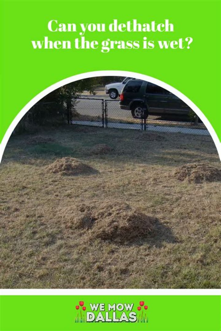Can you dethatch wet grass?