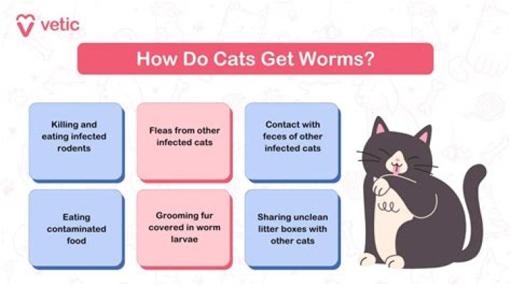 Can you get worms from your dog if they lick you?