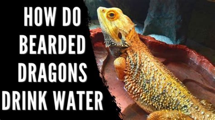 Do bearded dragons drink water every day?