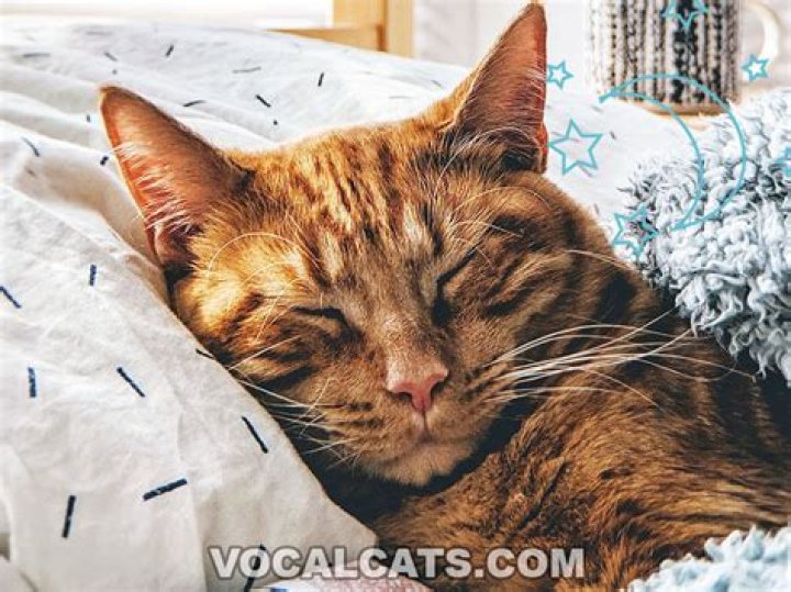 Do cats love you if they sleep on you?
