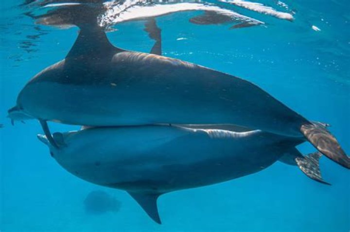 Do dolphins get jealous?