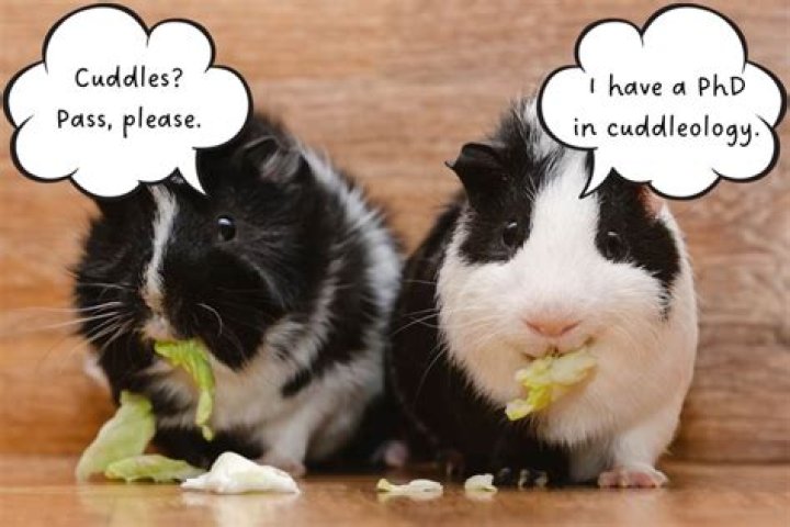 Do guinea pigs cuddle with you?