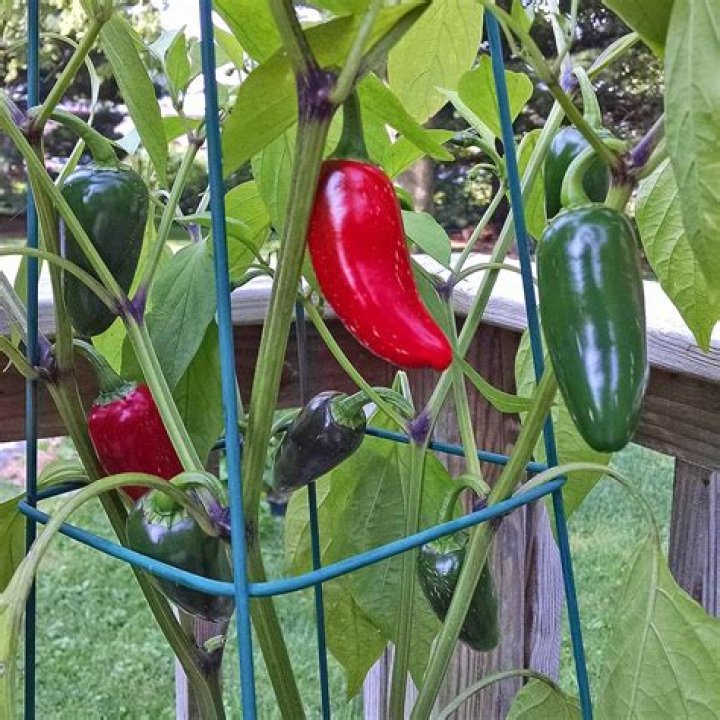 Do peppers keep producing?