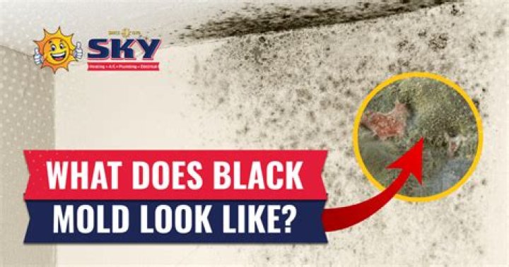 Does mold like sugar?