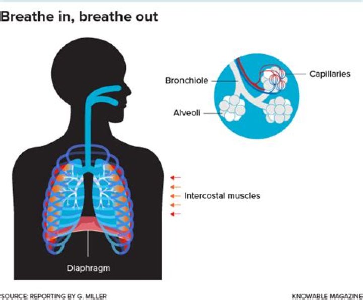 Does MS affect breathing?