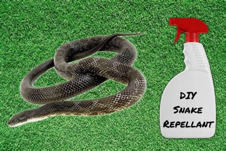Does urine keep snakes away?