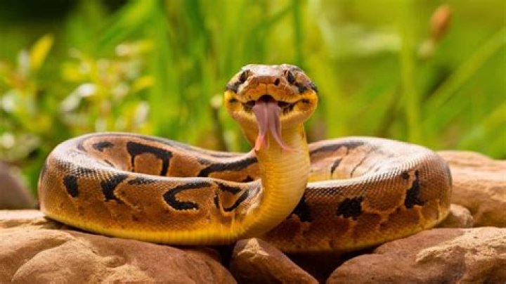How do I know if my ball python is happy?