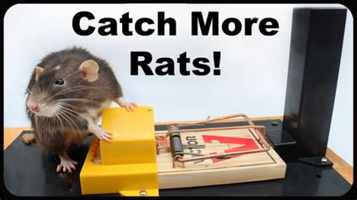 How do you catch a sneaky rat?