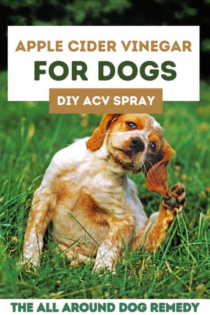 How do you make apple cider vinegar spray for dogs?