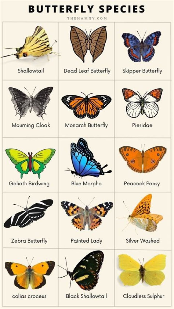 How do you water butterflies?