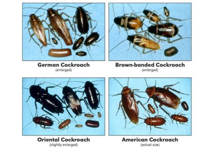 How does a roach infestation start?