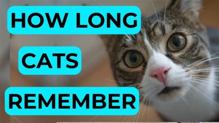 How long does a cat remember a person?