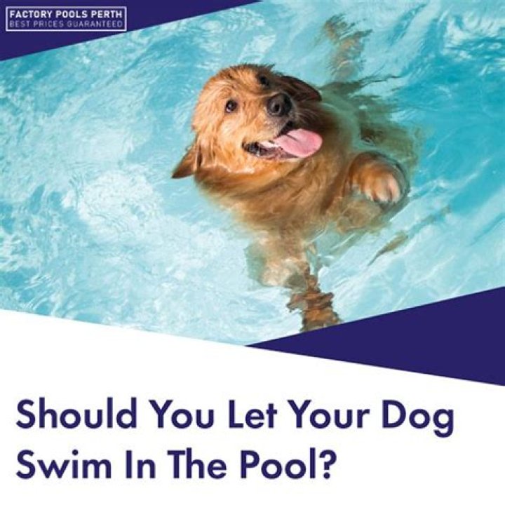 How long should you let your dog swim?