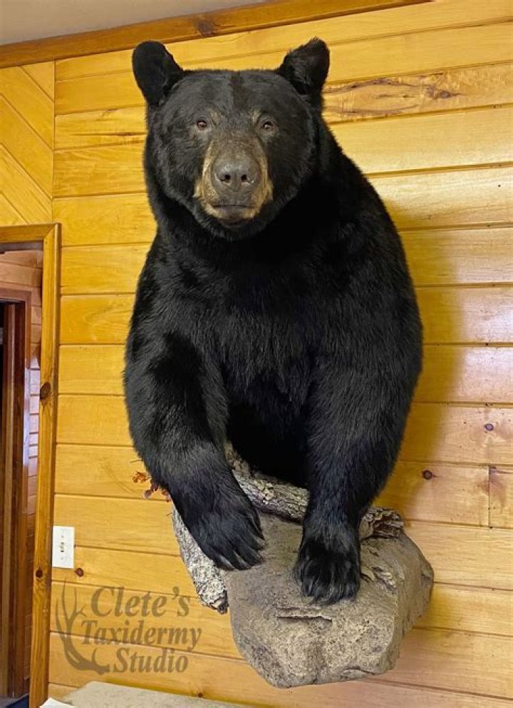 How much does a black bear cost?