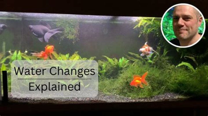 How often should you change a goldfish's water?