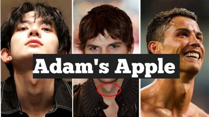 Is Adam's apple a bone?