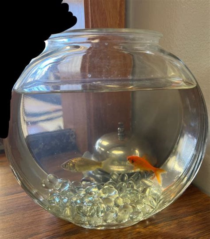 Is it cruel to keep a goldfish in a bowl?