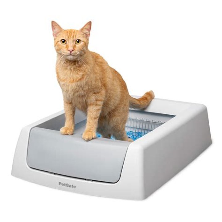 Is it OK to move a cat's litter box?