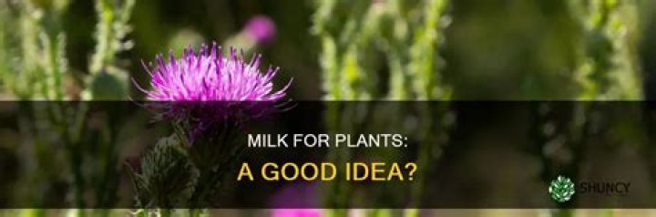 Is milk good for watering plants?