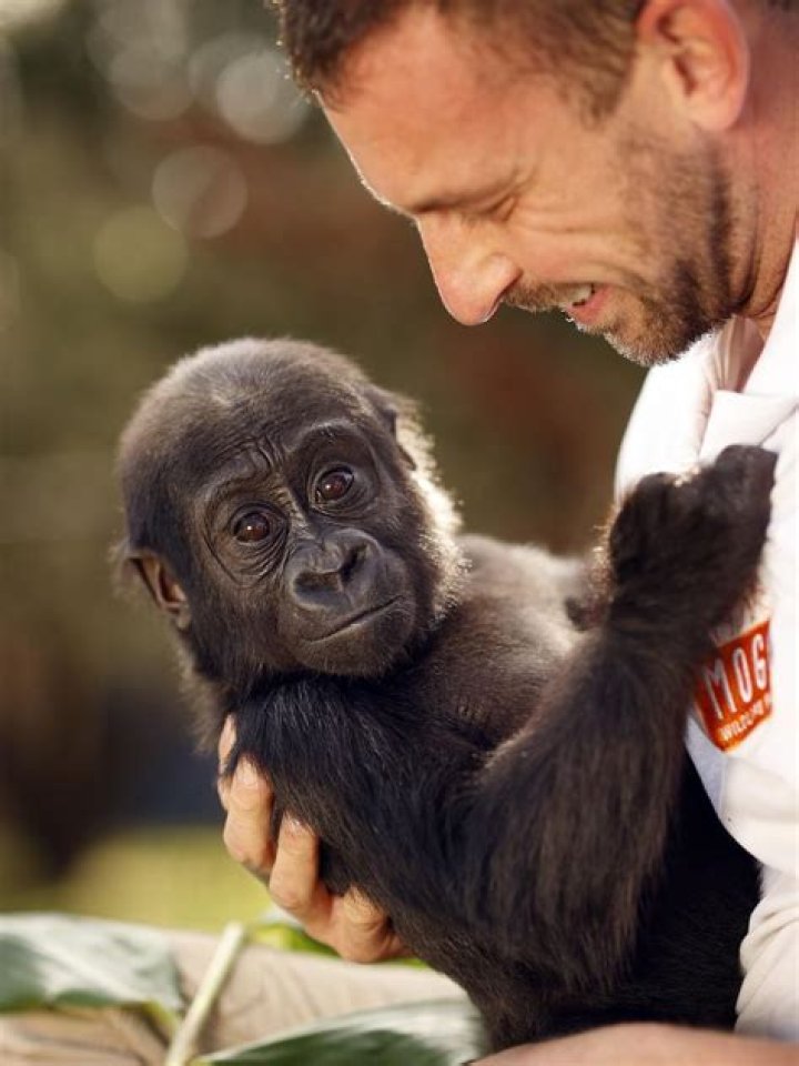 Unveiling The Enigmatic Kaius Gorilla: Discoveries And Insights Await