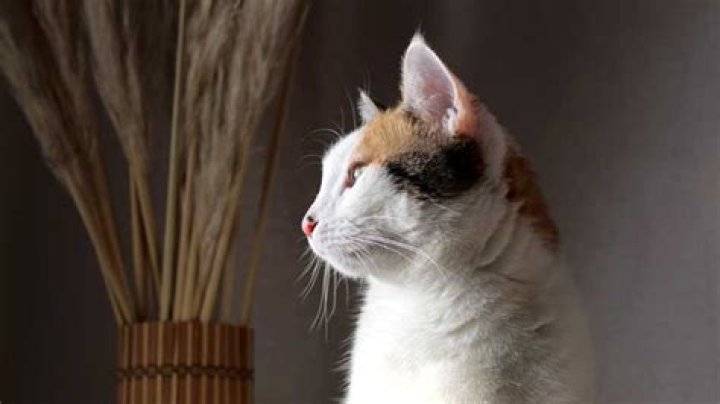 What are Covid symptoms in cats?