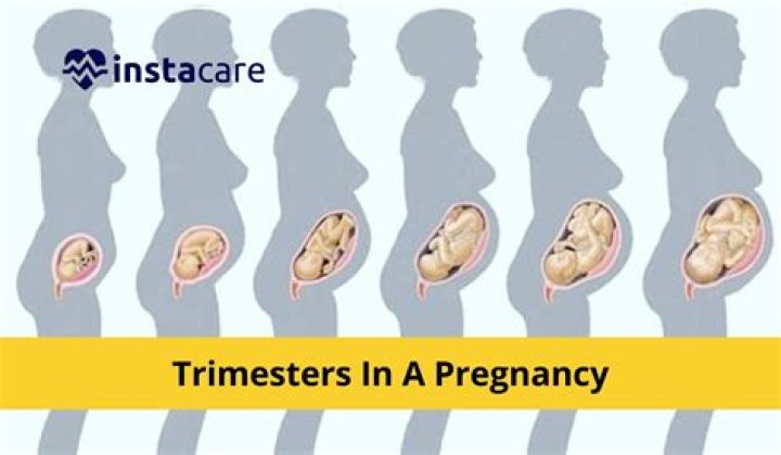 What are the 3 trimesters of pregnancy?