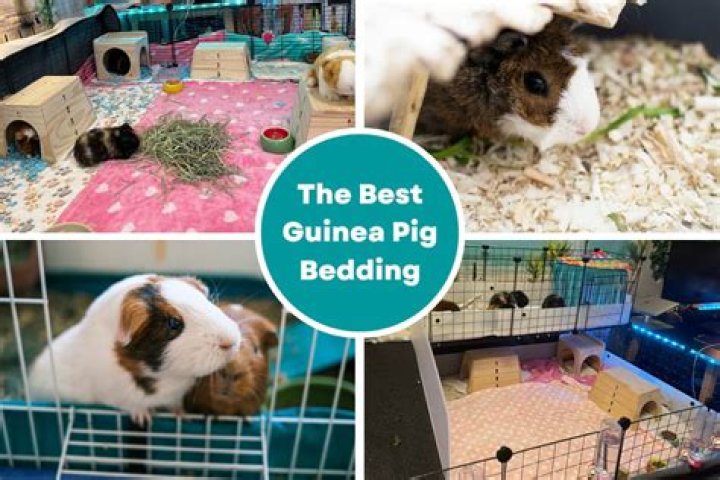 What can you use if you run out of guinea pig bedding?