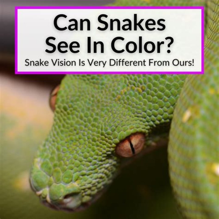 What colors do snakes see?