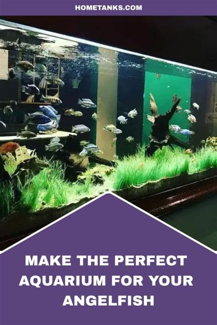 What do angelfish like in their tank?