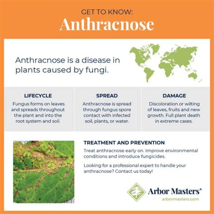 What does anthracnose look like?