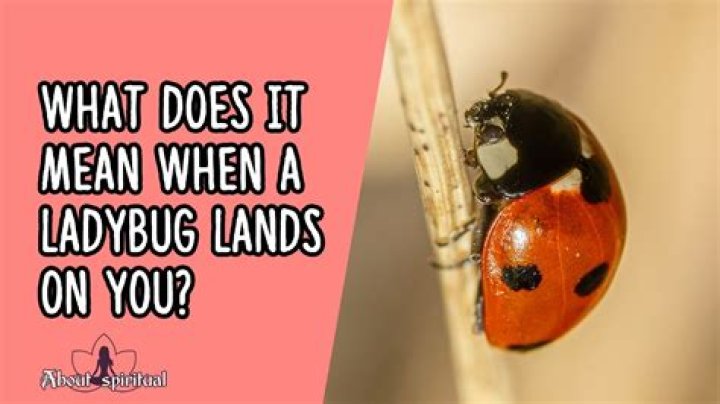 What does it mean when a ladybug lands on your neck?