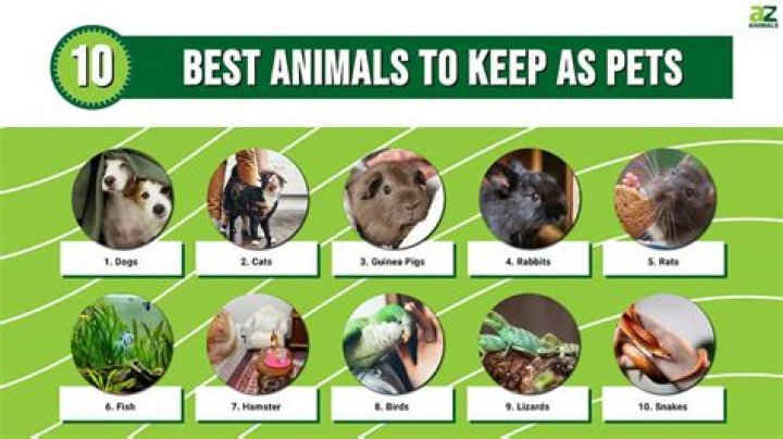 What is the best pet for beginners?
