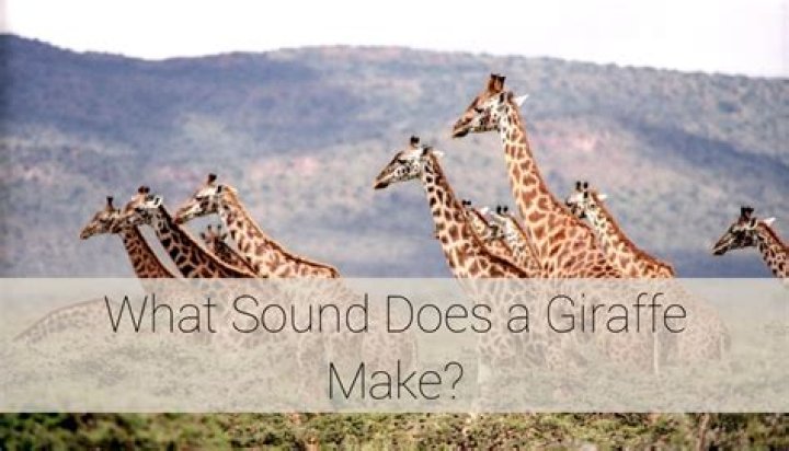 What noise does a wet fart make?