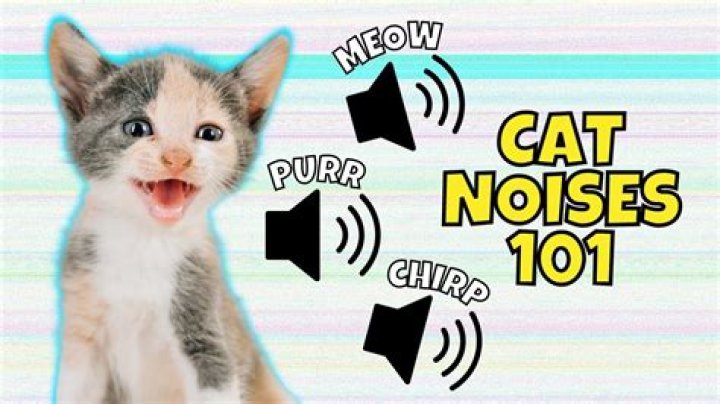 What noises do cats make when in pain?