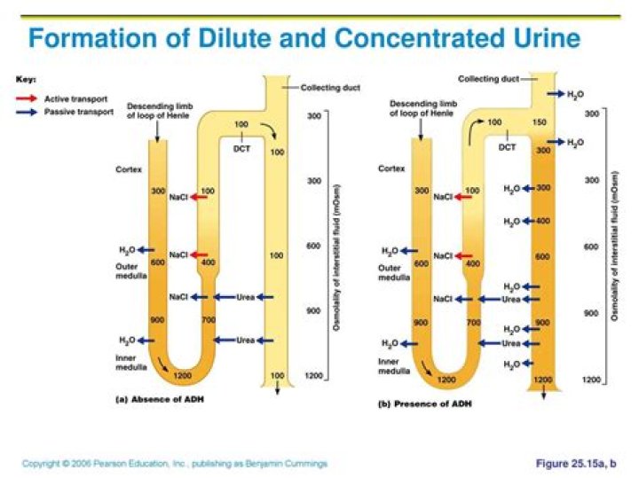 What time of day is urine most concentrated?