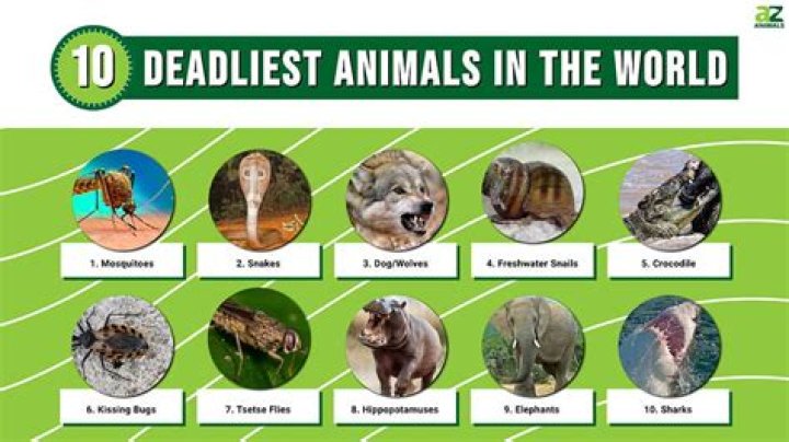 Which country has the most deadliest animals?