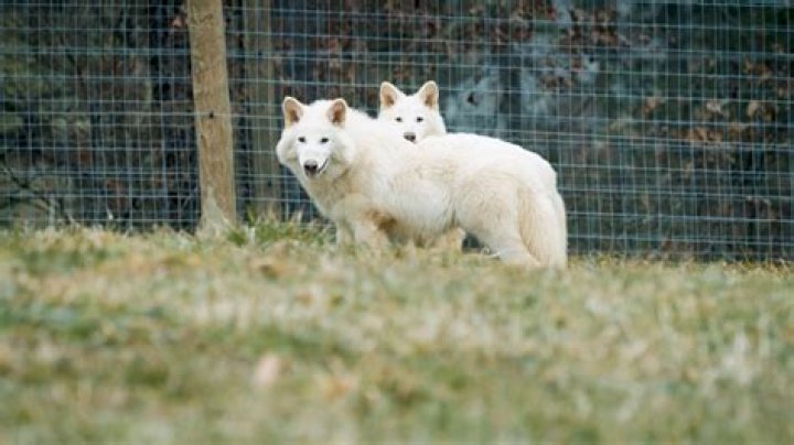 Why are the wolves following Perrin?