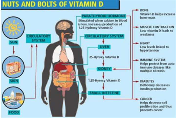 Why can vitamin D be low?