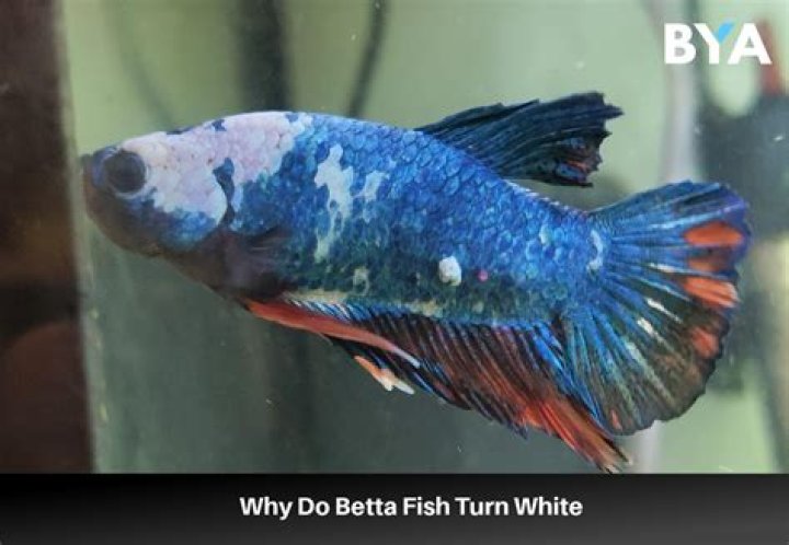 Why did my white betta turn blue?