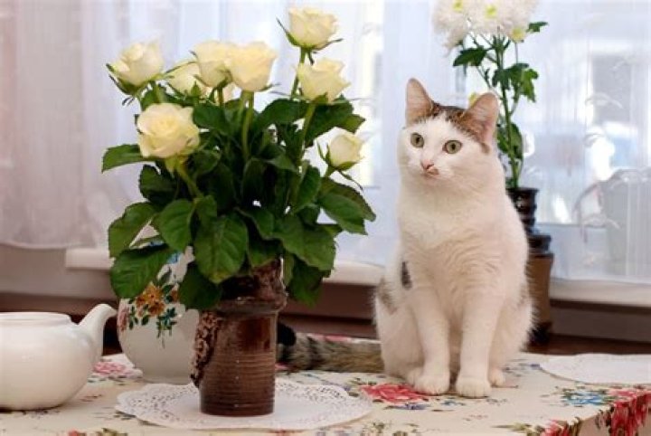 Why do cats eat roses?