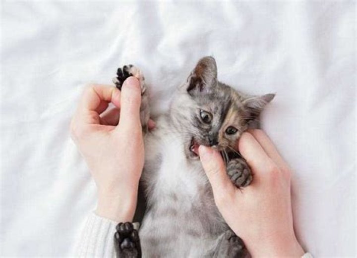 Why do cats gently bite you?