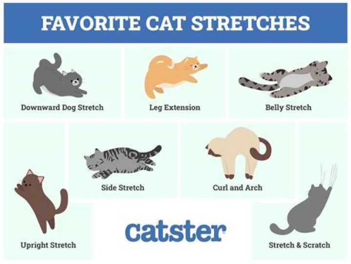 Why do cats sit by your feet?