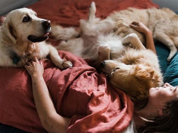 Why do dog like to sleep with their owners?