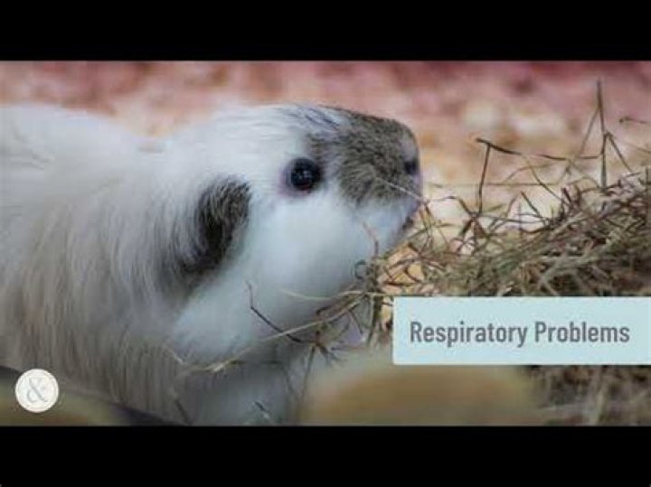Why do guinea pigs flatten?
