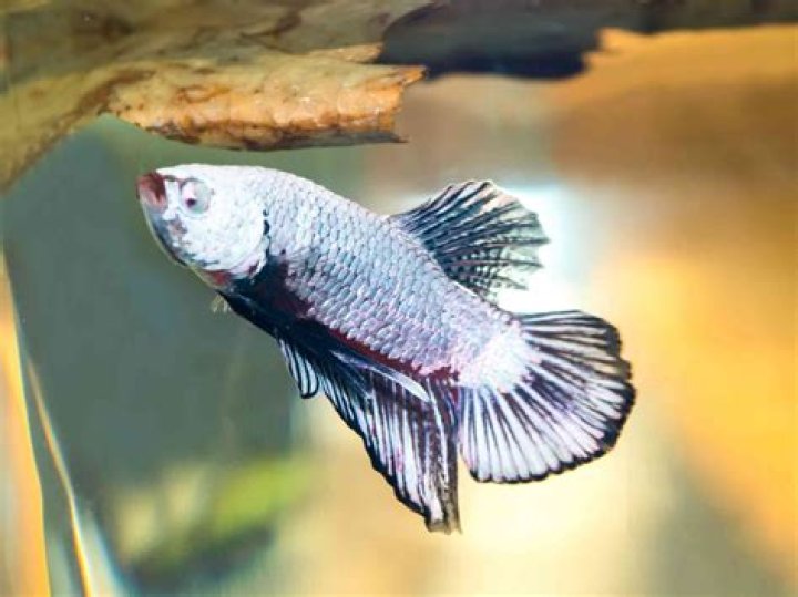 Why does my betta have red spots?