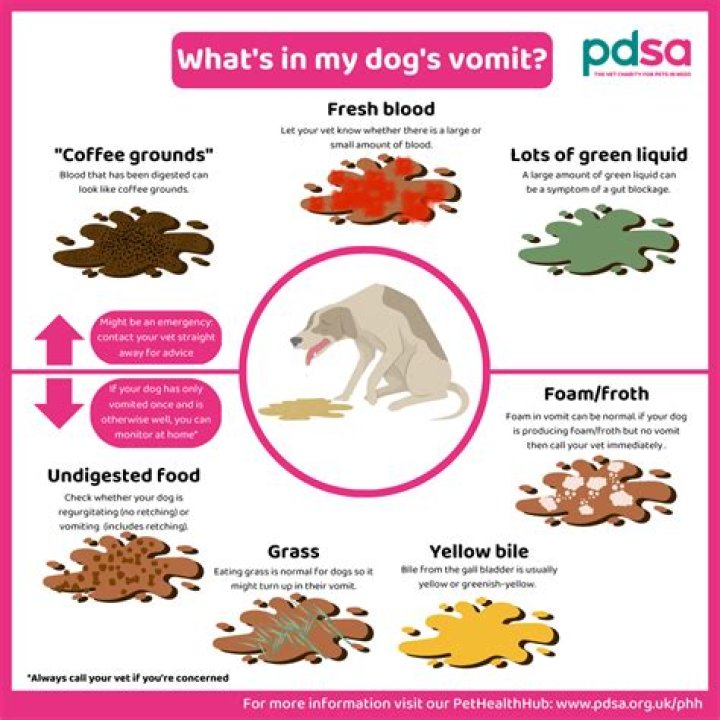 Why does my dog puke after eating ice?